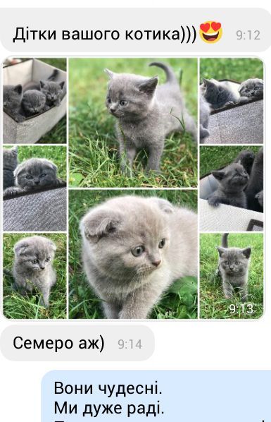 Дуже красивий британець для в'язки