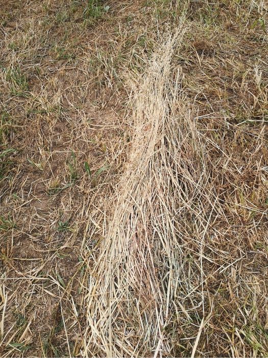 Bolas de palha azevem