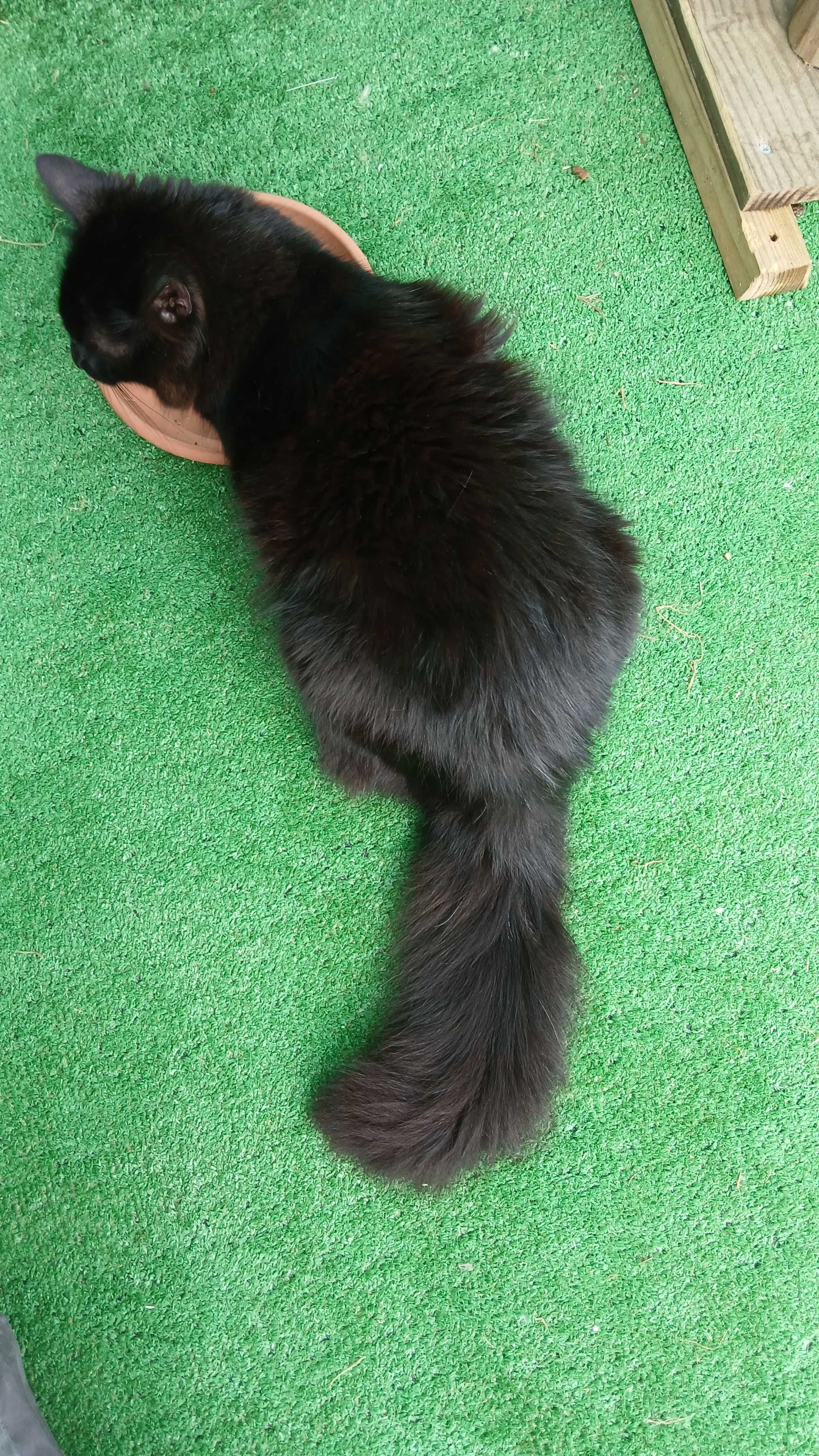 Gato de pêlo comprido