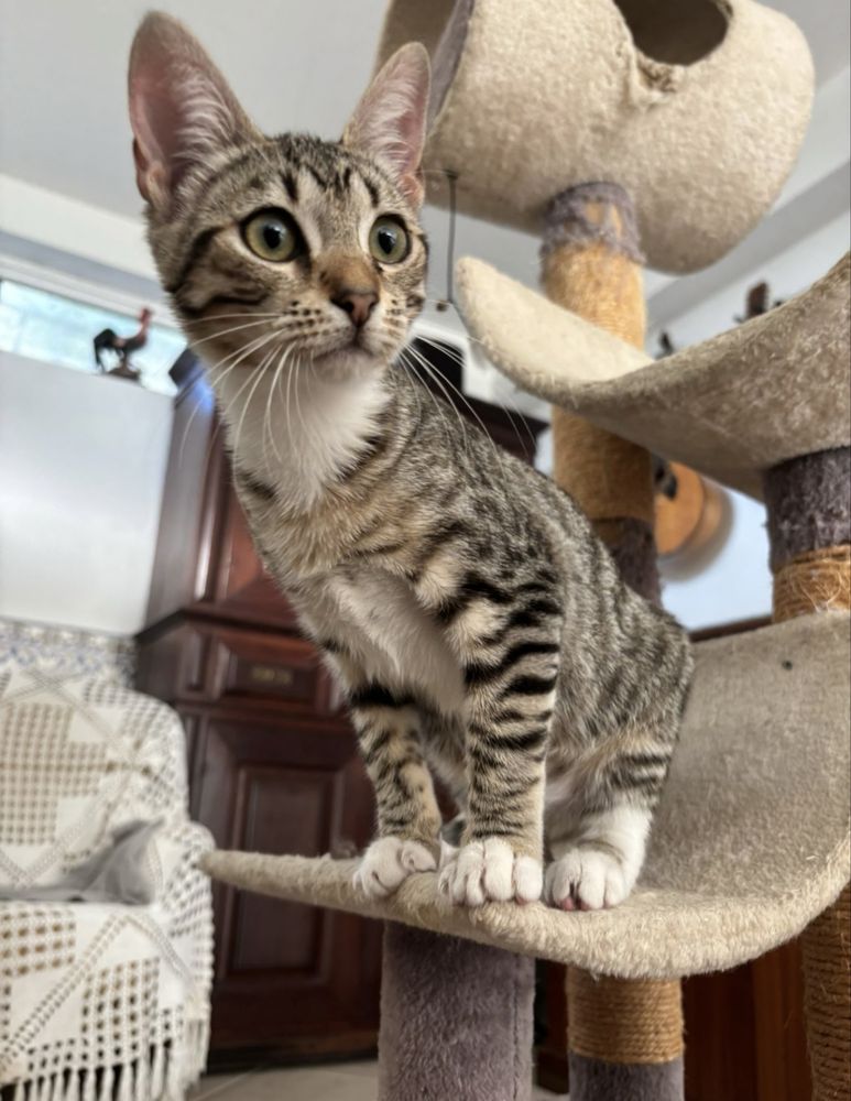 Gatinha 4 meses para adoção responsável