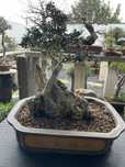 Bonsai Oliveira