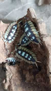 Мокриці Porcellio expansus Orang