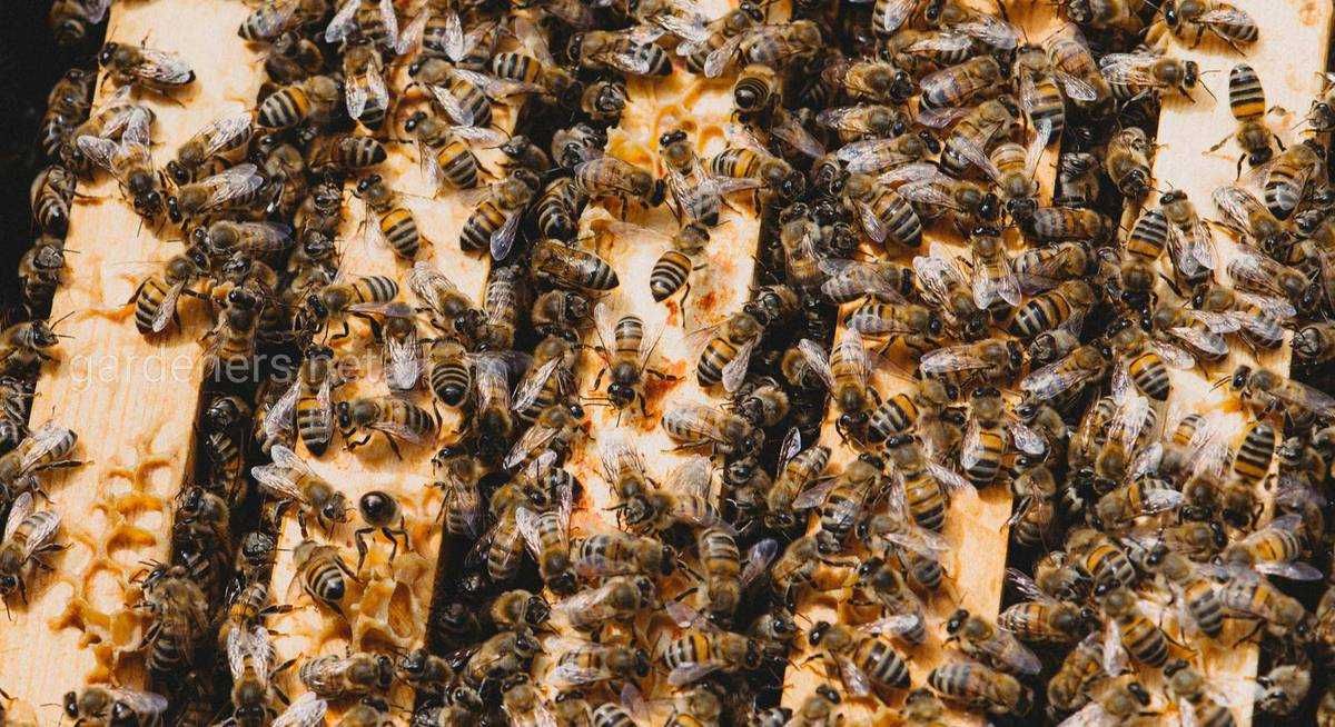 Бджолопакети карніка