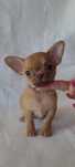 Sunia Chihuahua XXS
