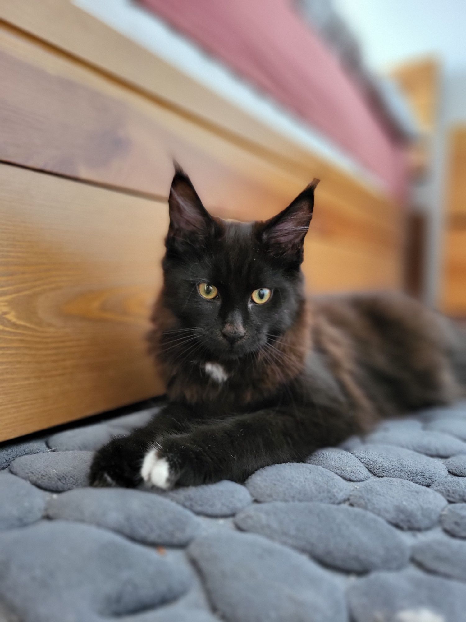 Koteczka Maine Coon