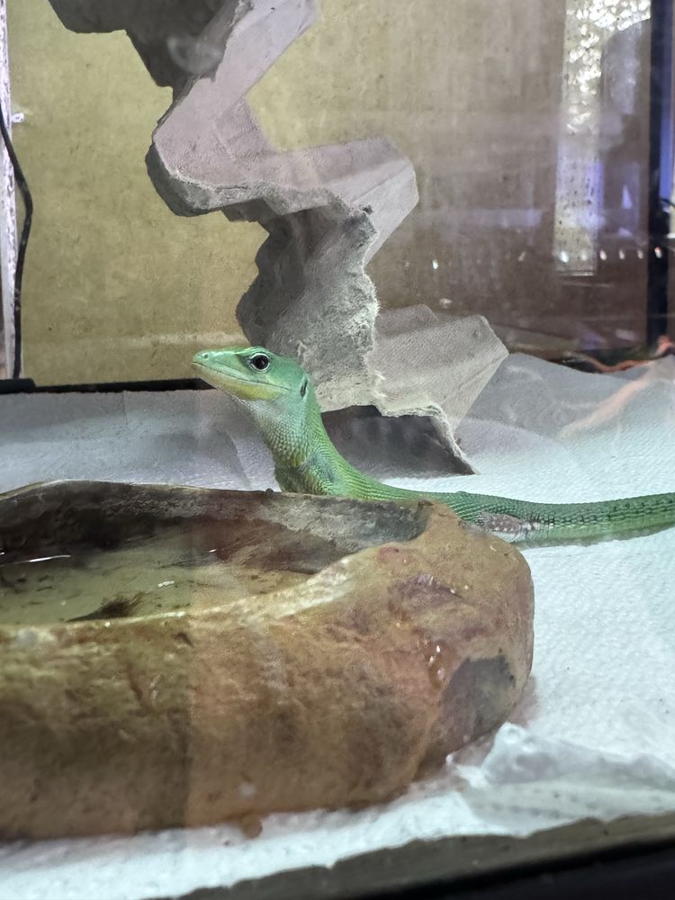 Gastropholis prasina mint jaszczurka szmaragdowa półroczna samiczka