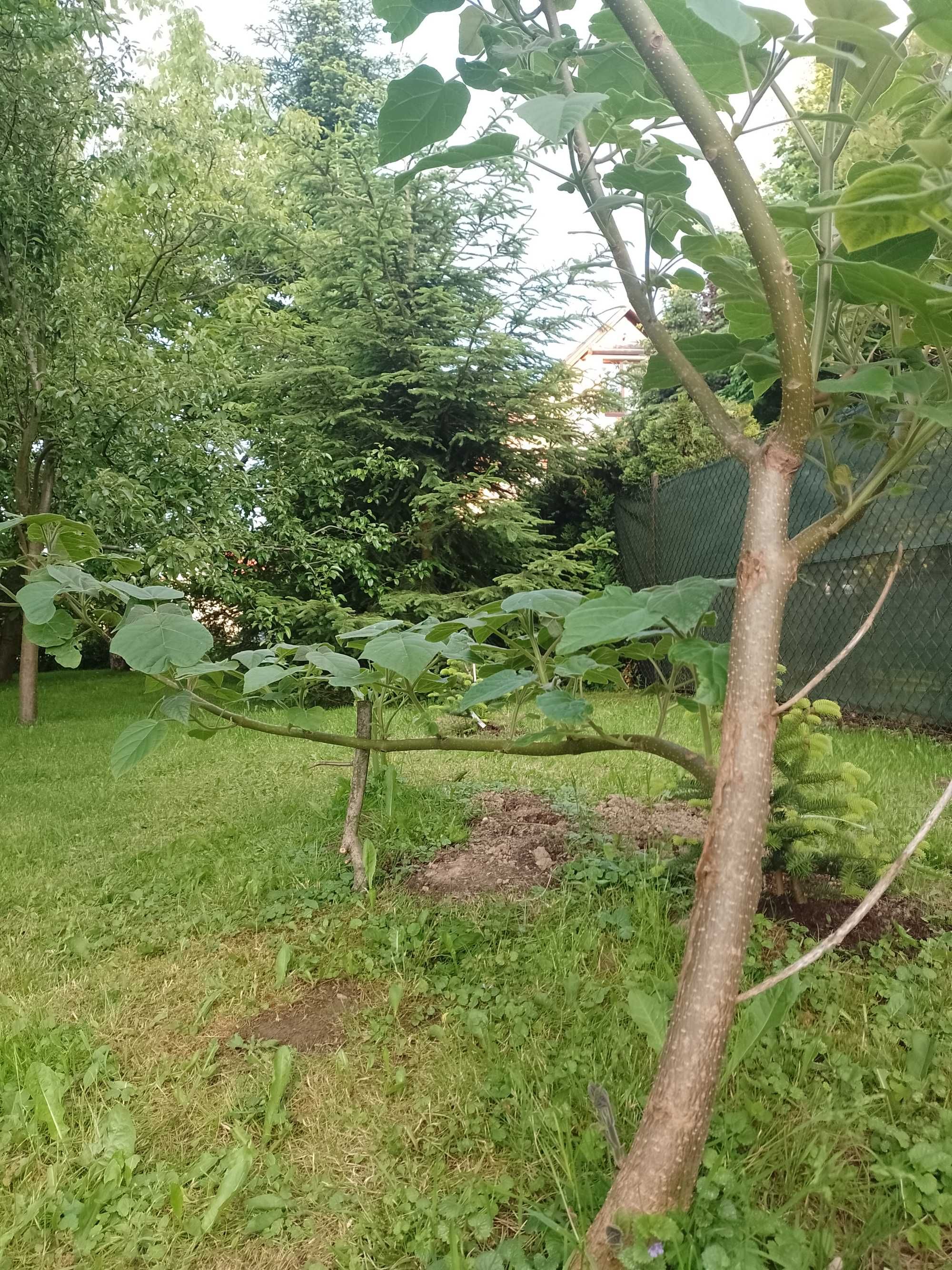 Drzewo Paulownia przed Twoim domem, ukształtowane- najszybszy wzrost
