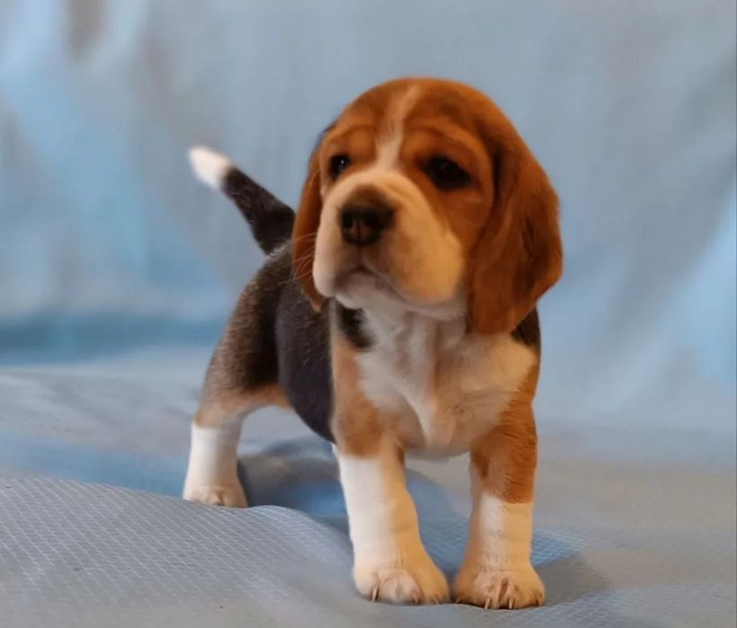 Beagle piesek tricolor