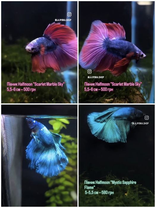 Рибка півник дамбо, халфмун, вуалевий