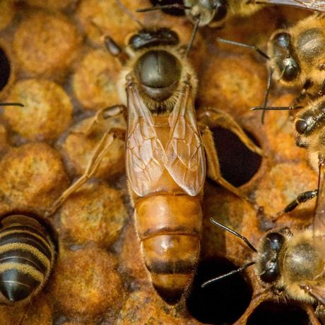 Matki pszczele unasiennione