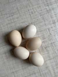 Інкубаційні яйця карликових курей (бентамок)