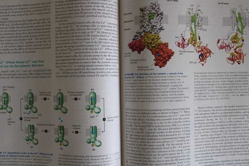 Molecular Cell Biology - 5th edition
