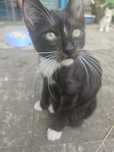 Котенок Максим ищет срочно семью