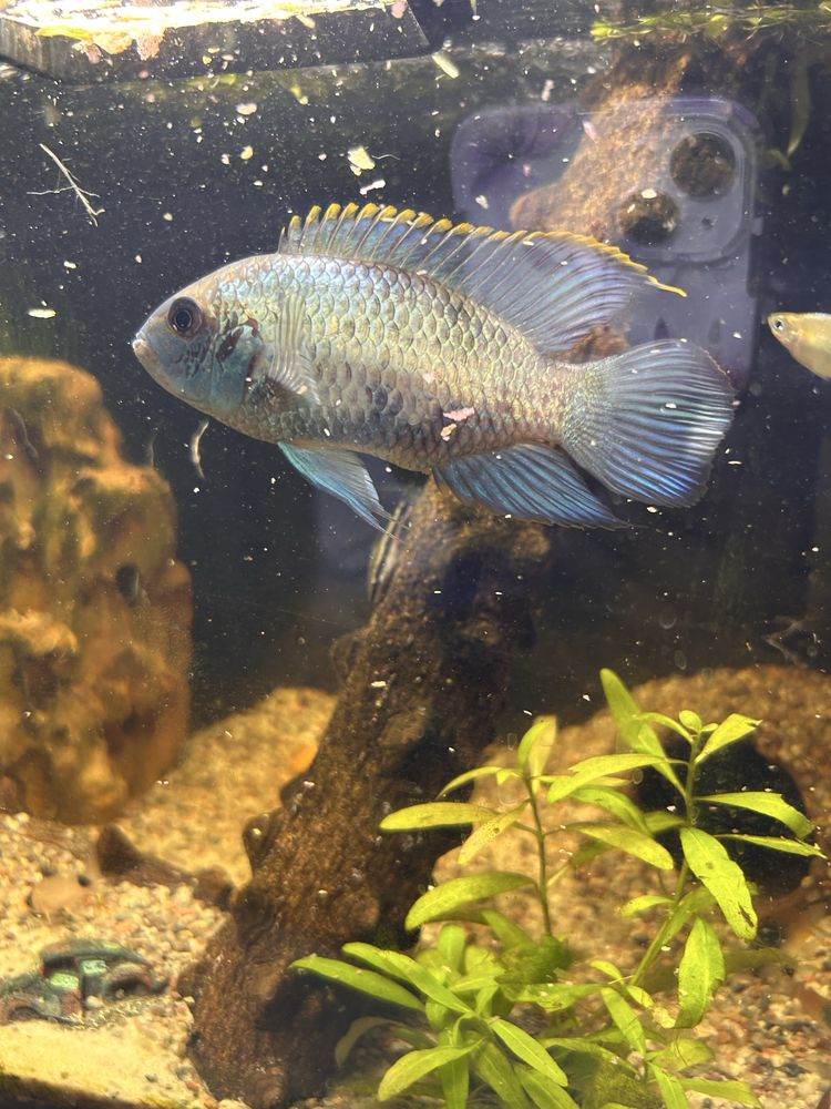 Akara electric blue (para)