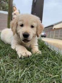 Piękny Golden Retriever!