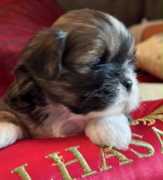 Cudne Lhasa Apso - z rodowodem