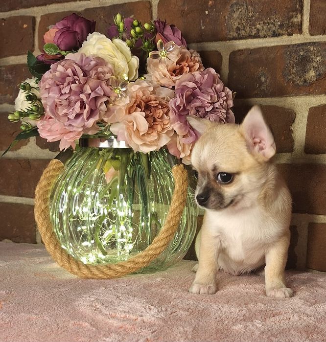 Śliczny beżowo biały szczeniaczek chihuahua krótkowłosy zarezerwowany