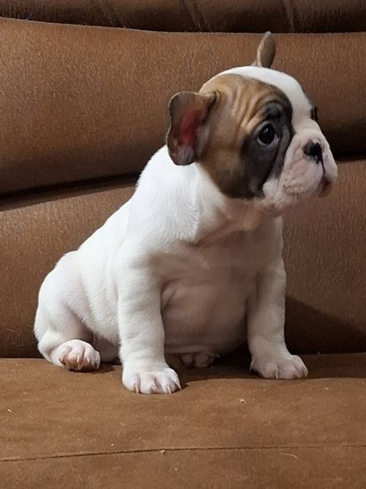 Розкішні французики генні карапузики