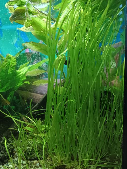 Nurzaniec roślina akwariowa
