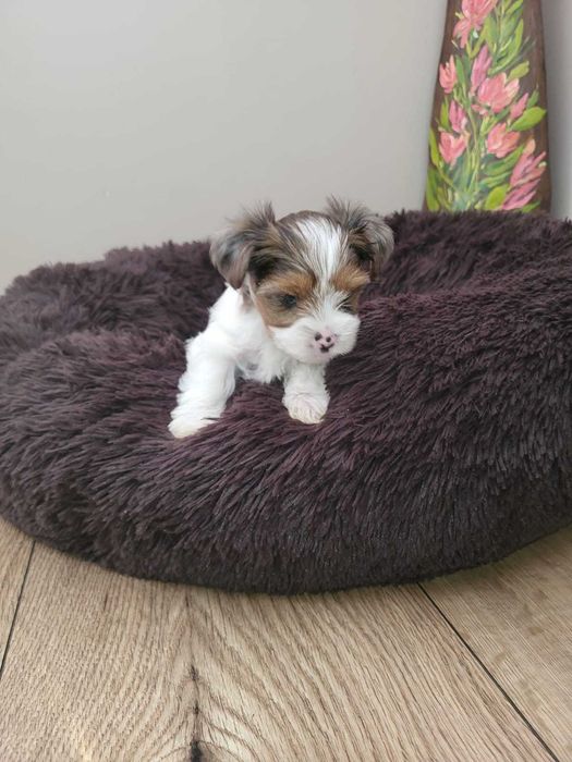 Yorkshire terrier Blueberry  dziewczynka.