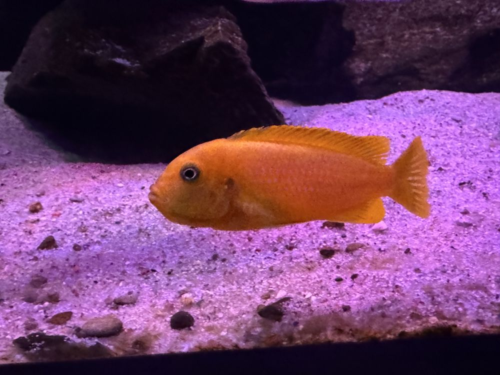 Pyszczaki Metriaclima koningsi Membe Deep