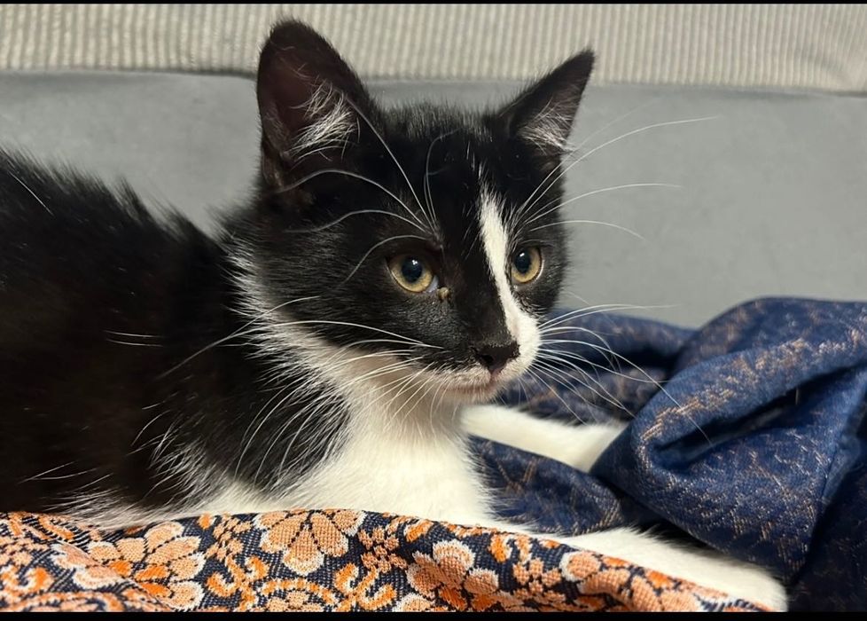 Młode koty szukają nowego domu