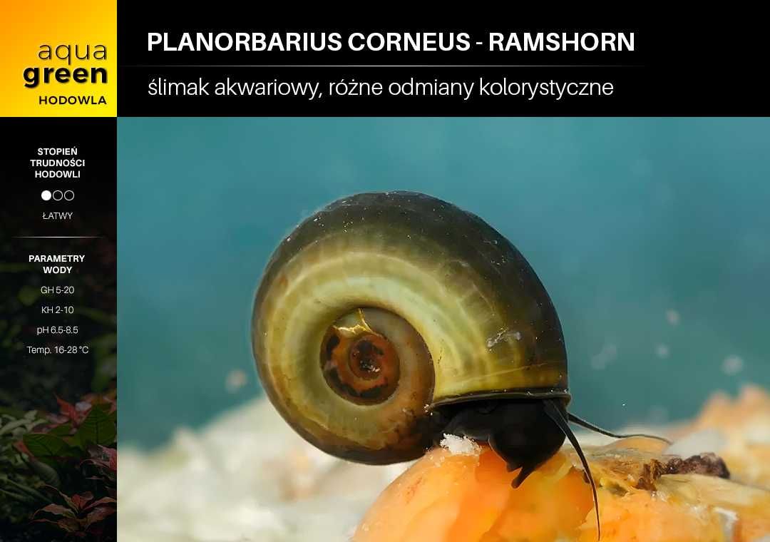 Ślimak Planorbarius Corneus - Ramshorn