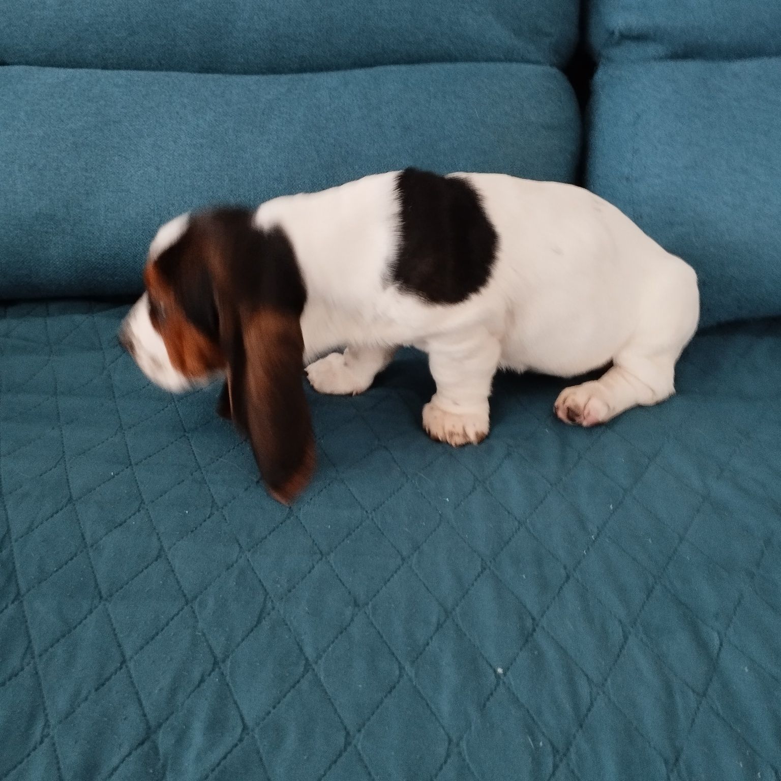 Fêmea de Basset hound tricolor