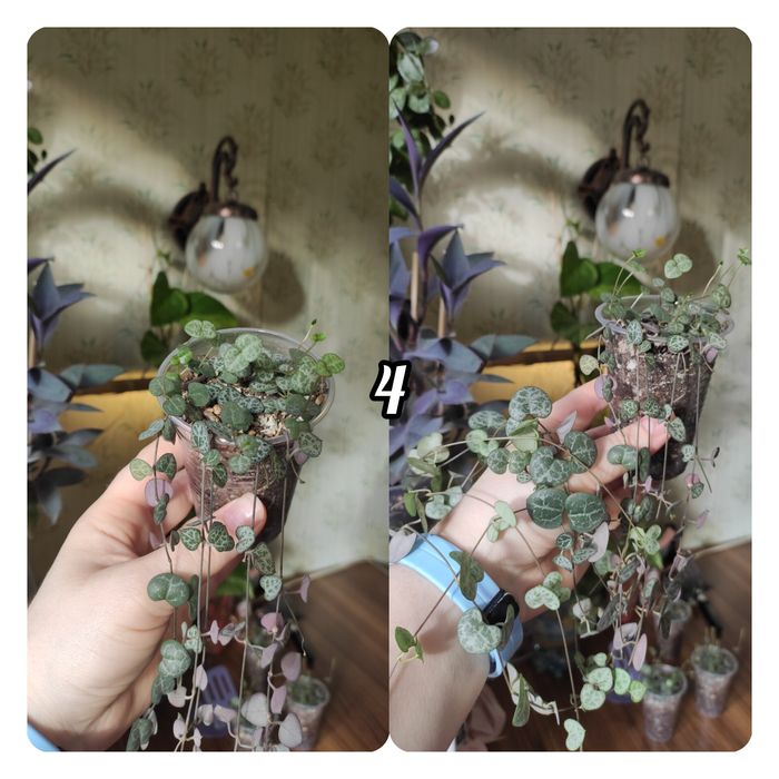 Церопегія Вуду( Ceropegia woodii)