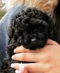 Pequeno Caniche Toy