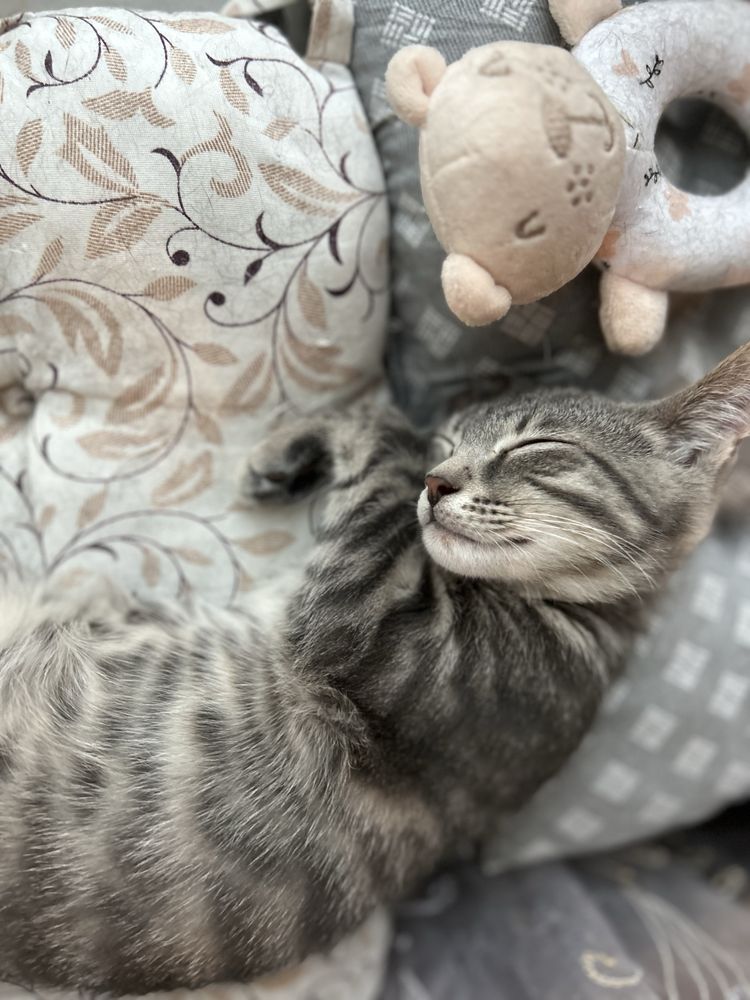 Маленьке кошеня котик