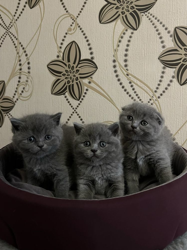 Шотландські кошенята преміум-класу