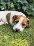 Jack Russell Terrier piesek od #S M A R T I E *J A C K S# rodzice FCI