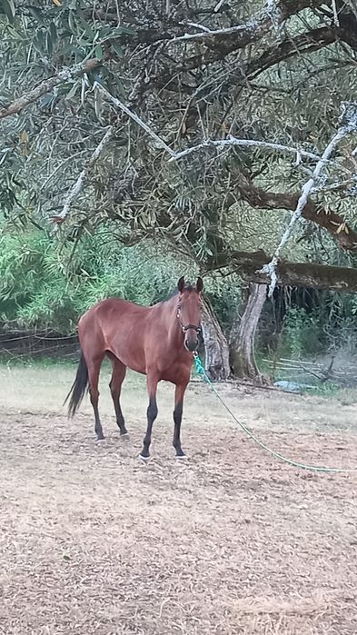 Égua cruzada lusitana