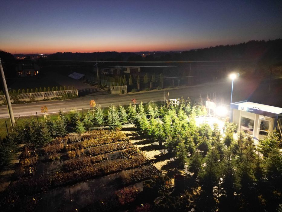 Choinki świąteczne Świerk w donicach 20-35L dostawa Świętokrzyskie HIT