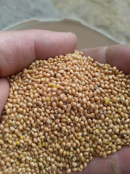 Proso czerwone i gierczyckie