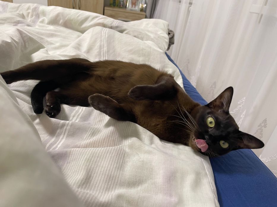 Вʼязка бурма кішка