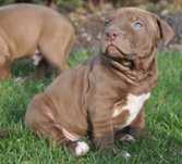 Pitbull Red Nose ostatni piesek