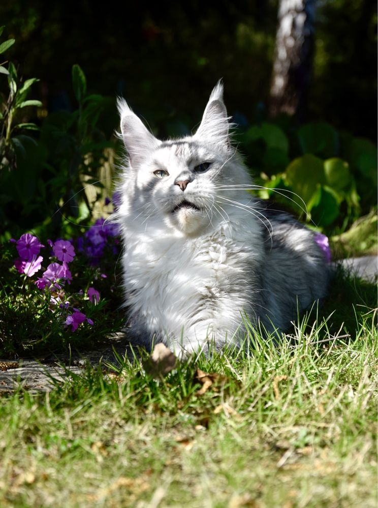 Hodowla maine coon, FPL/ FIFe