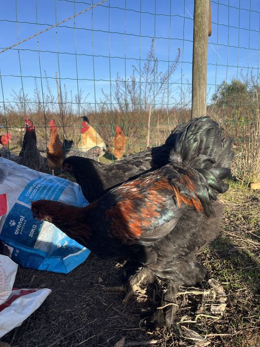 Galos Brahma 4 meses