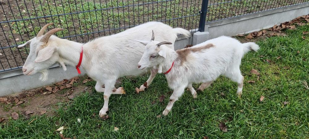 Kozy mleczne, koza z kózką