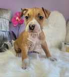 Uroczy piesek amstaff!