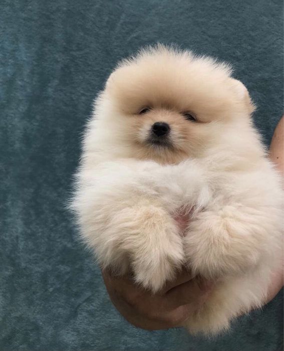 Померанский шпиц