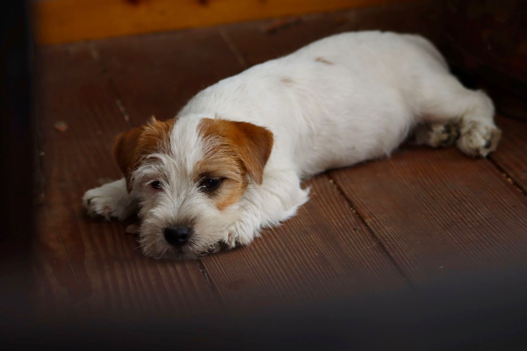 Jack Russell Terrier