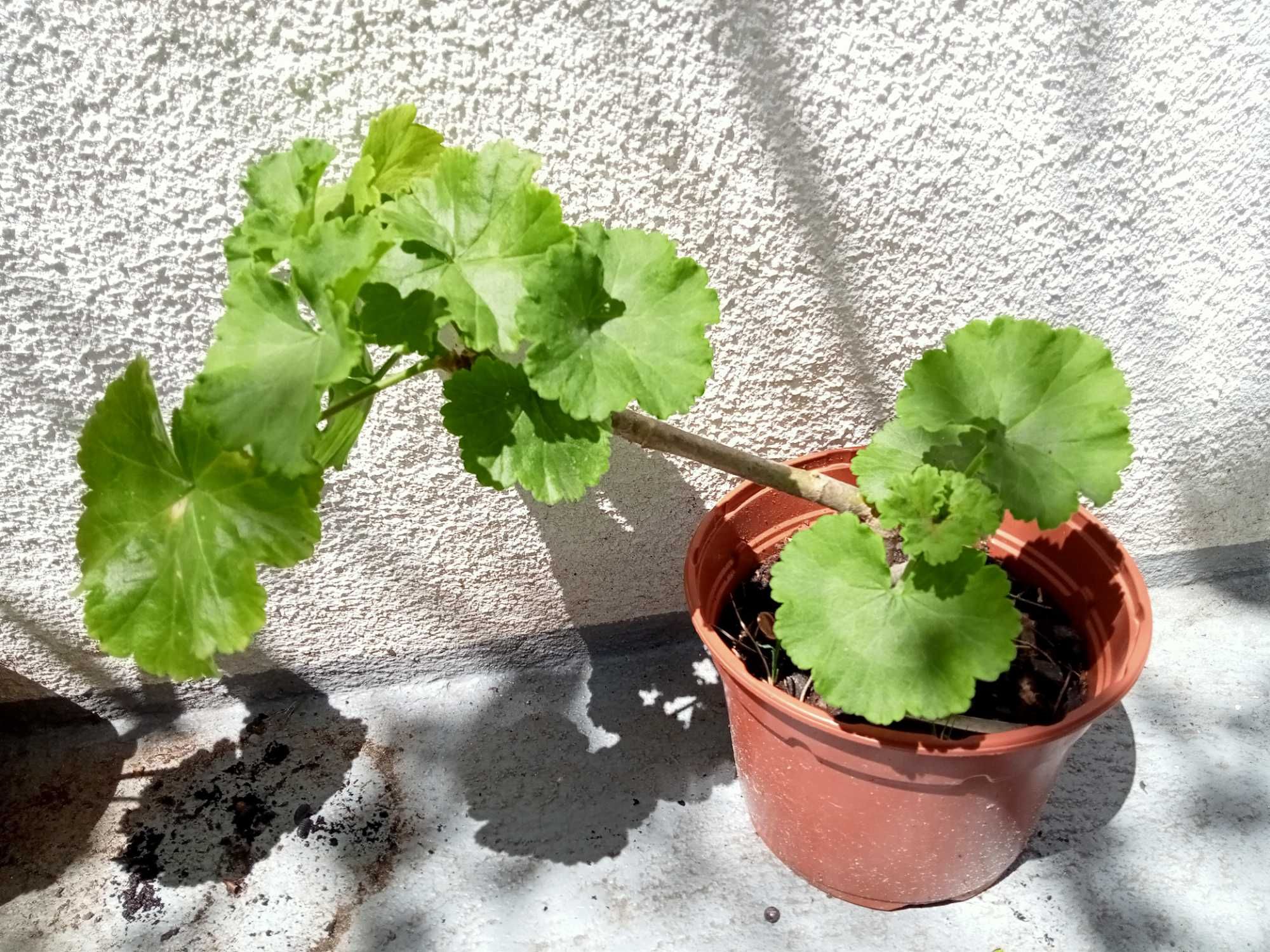 Malva Sylvestris