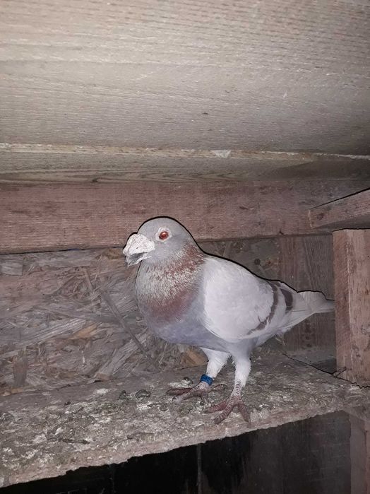 gołębie staropolskie