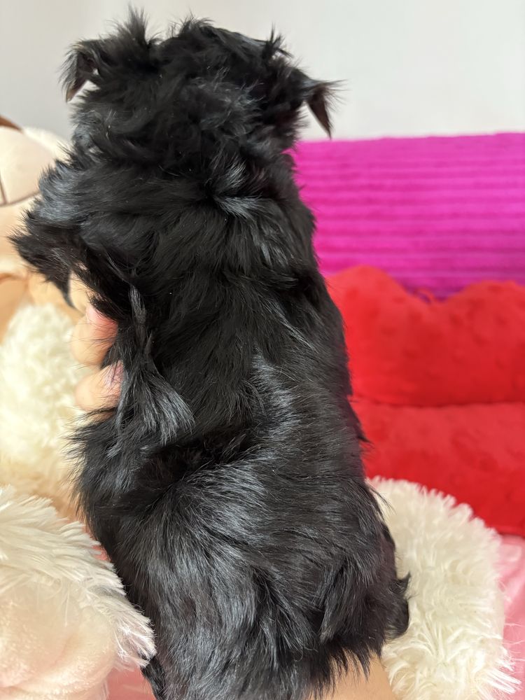 Gotowy do odbioru Yorkshire terrier Black and Tan Nie wybarwi sie!!!