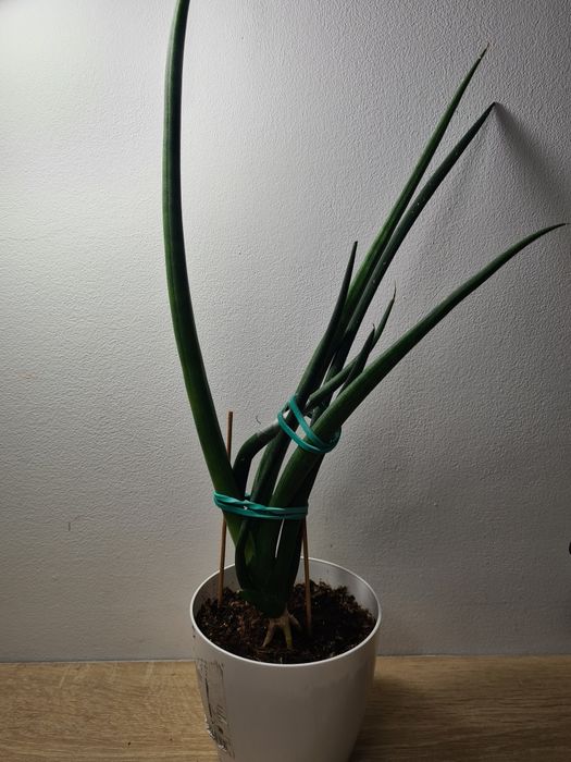 Sansewieria Cylindryczna - (duża, 30 cm)