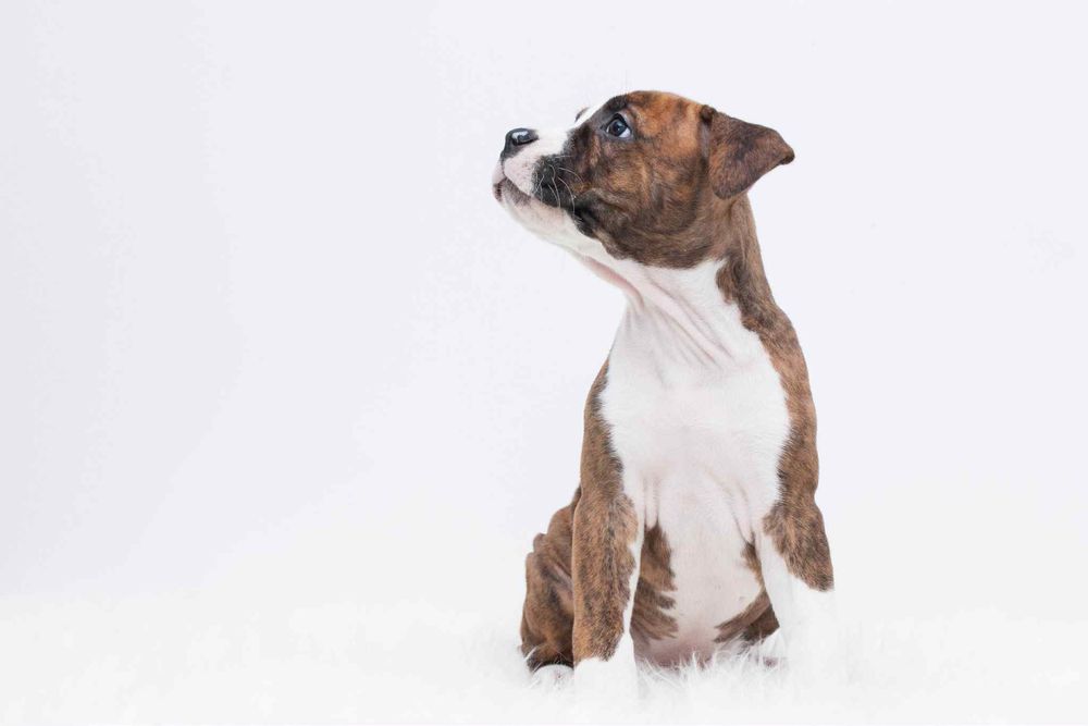 AMSTAFF FCI/ZKWP szczenieta American Staffordshire Terrier