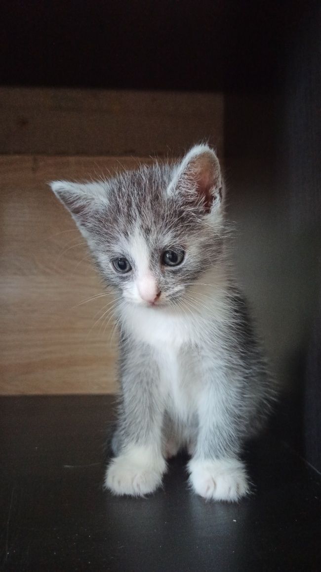 Віддамо кошенят 1міс